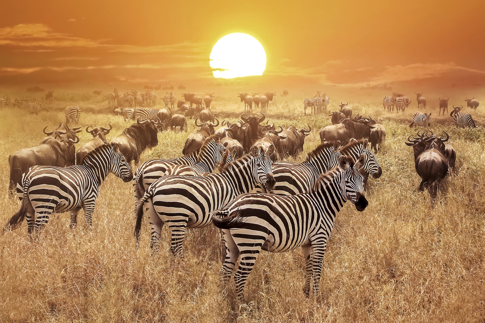 Afrika